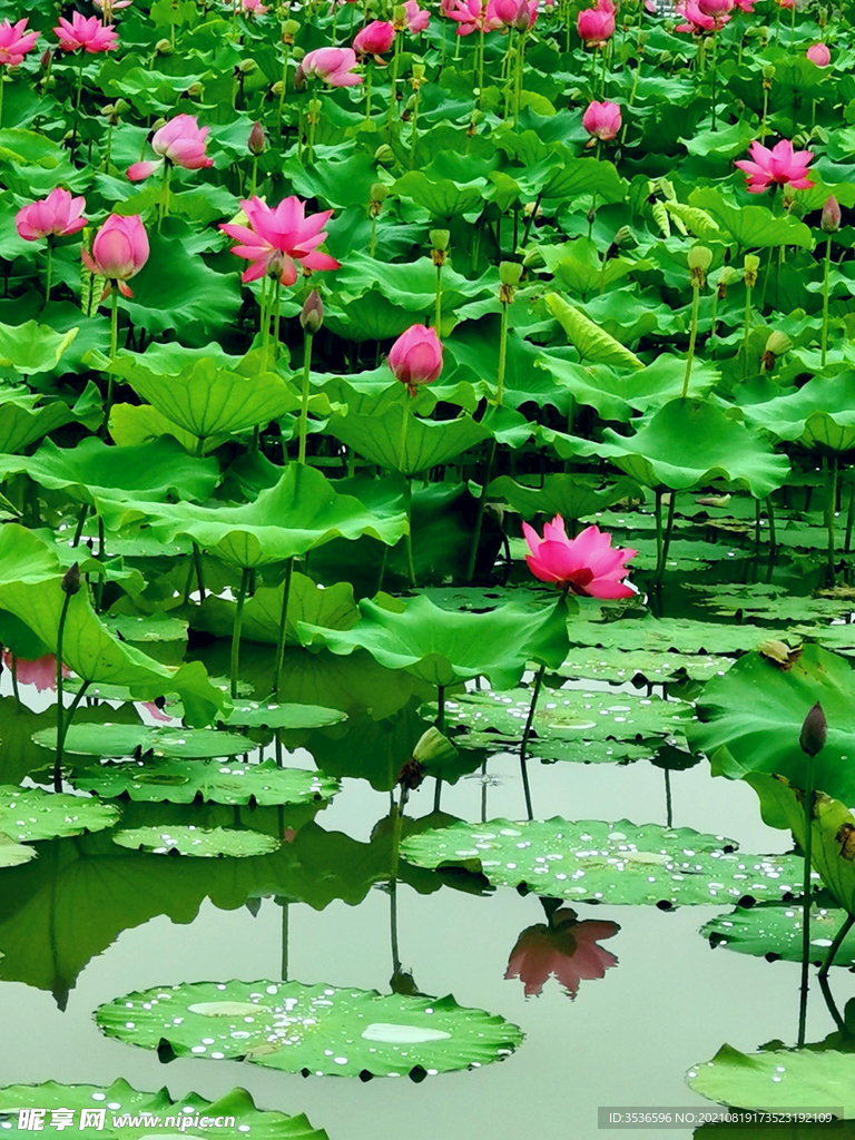 荷花