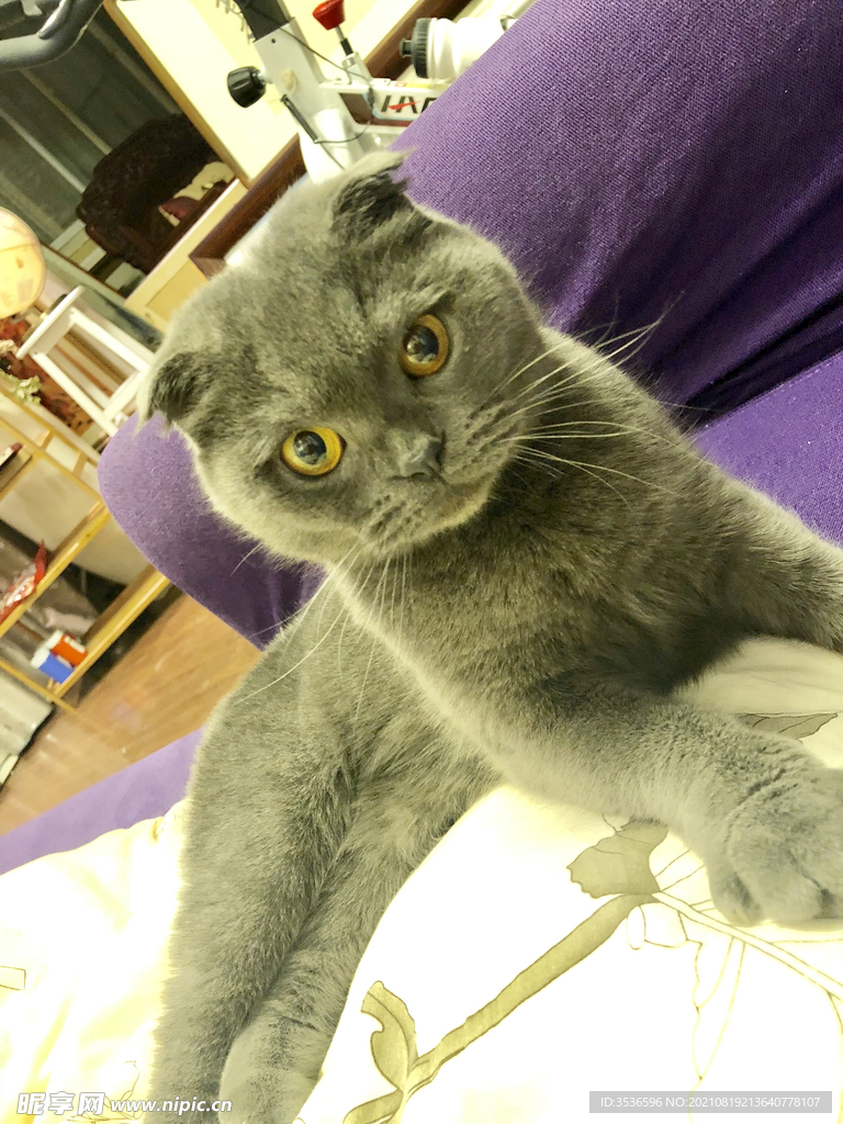 蓝猫