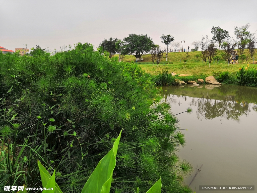翰林湖边一埃及莎草