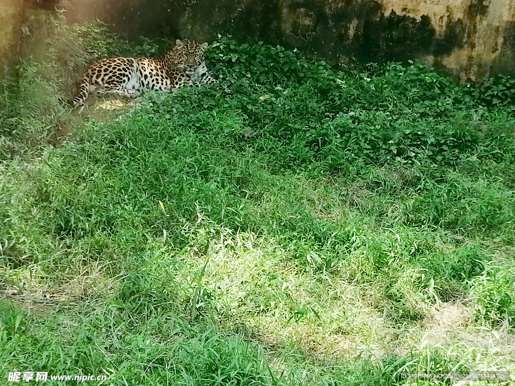 金钱豹