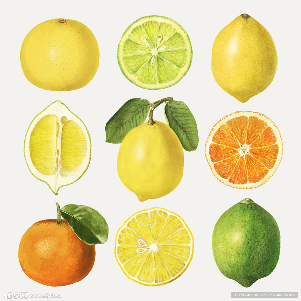 手绘水果柑橘