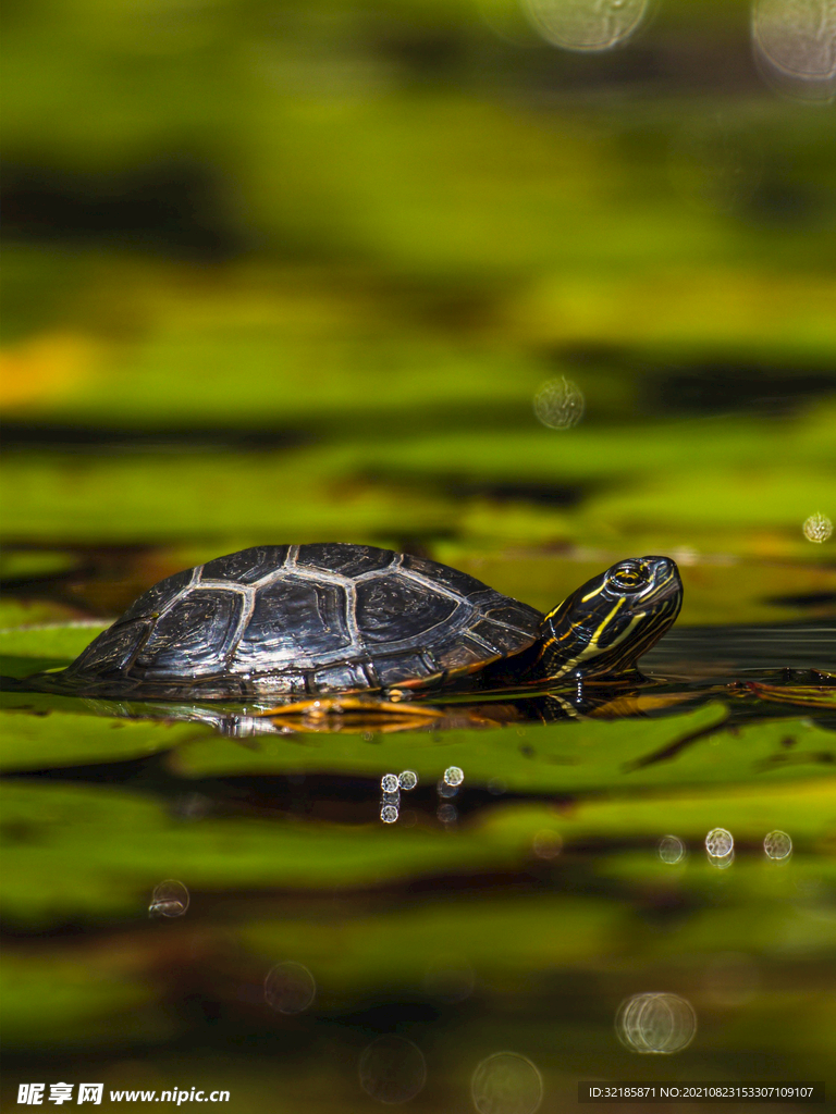 乌龟图片