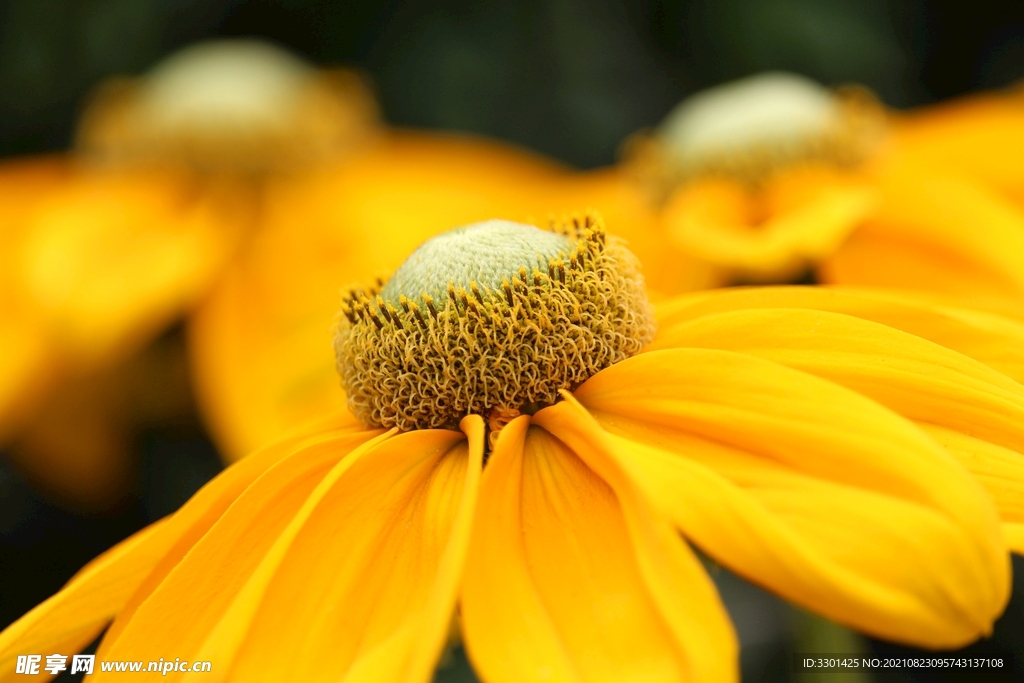 黄色花瓣特写 
