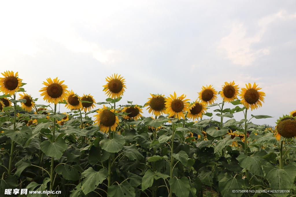 向日葵风光