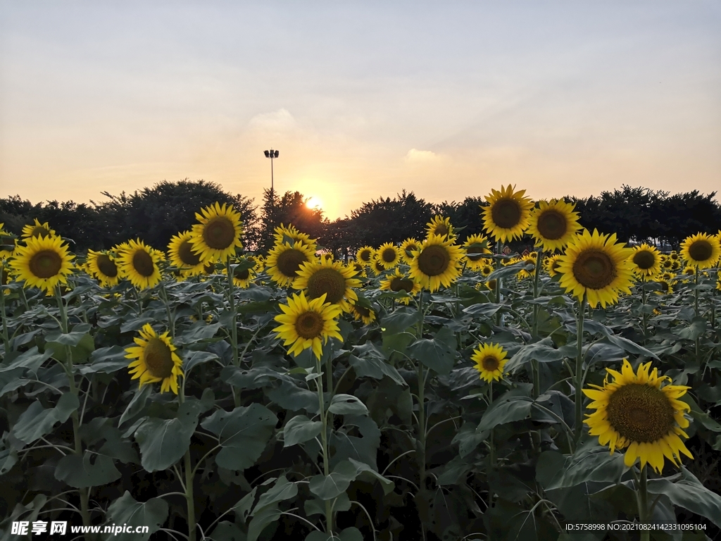 夕阳下的向日葵