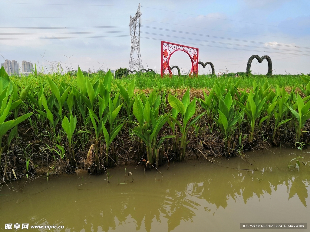 公园风光美人蕉