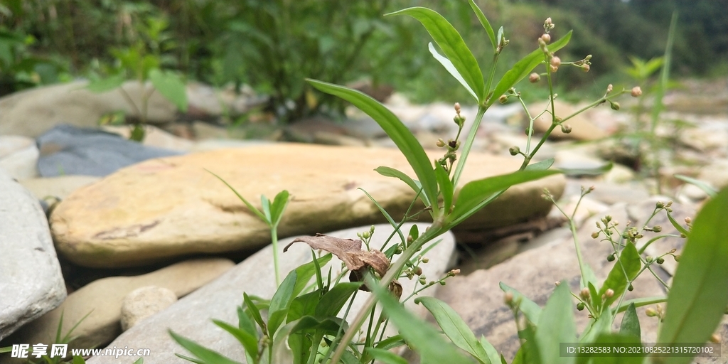河边粟米草