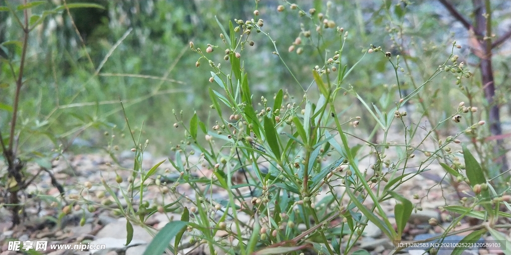 粟米草野外摄影