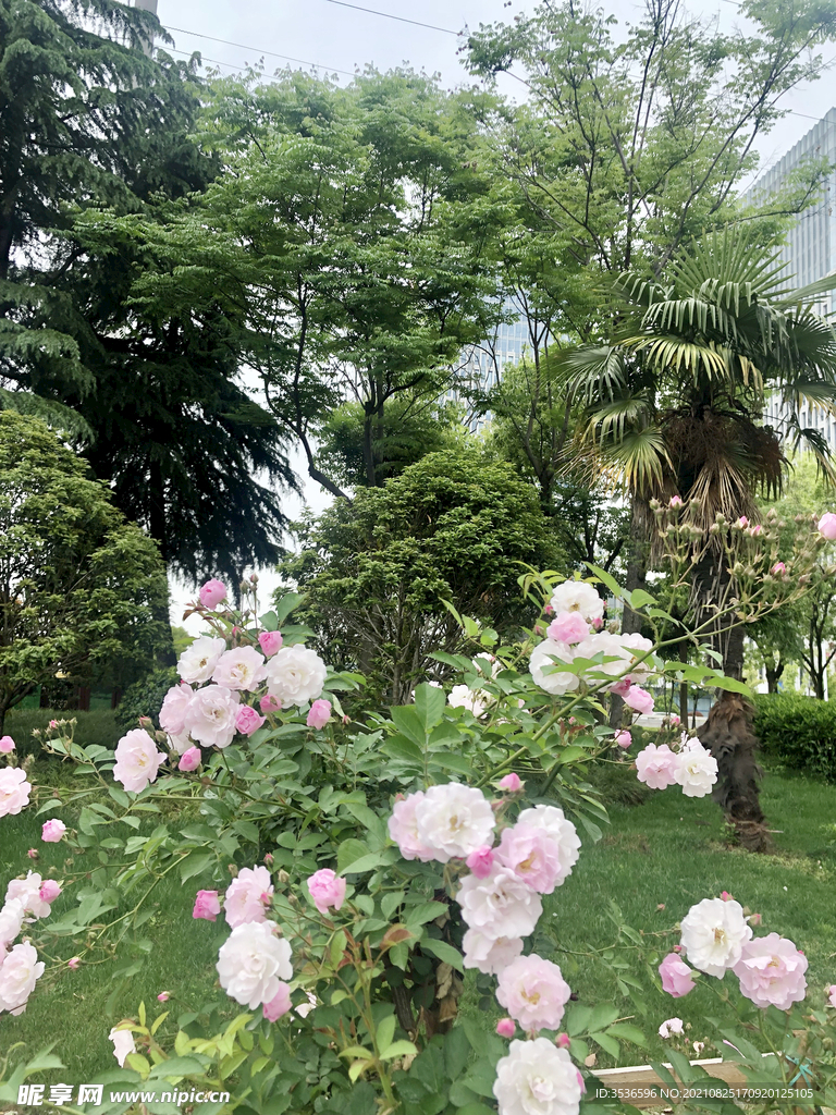 蔷薇花