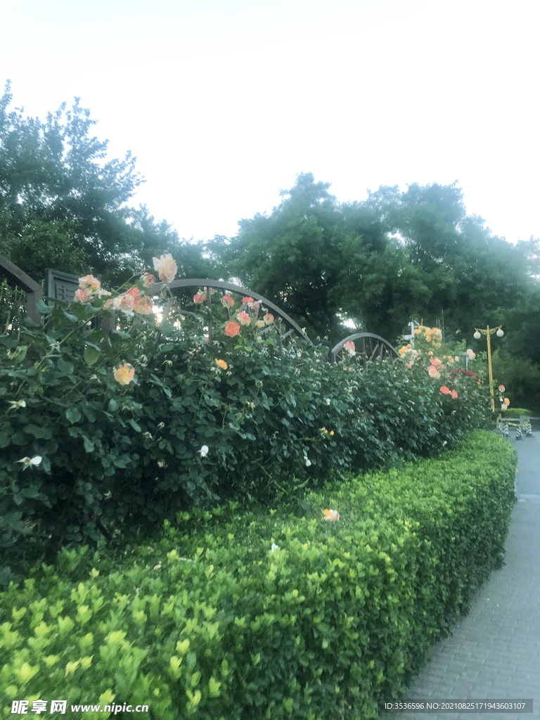 绿植