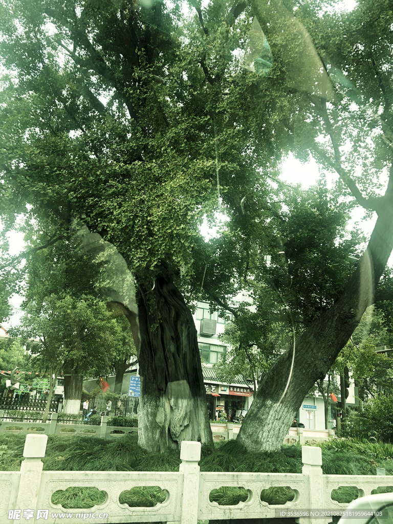 古树