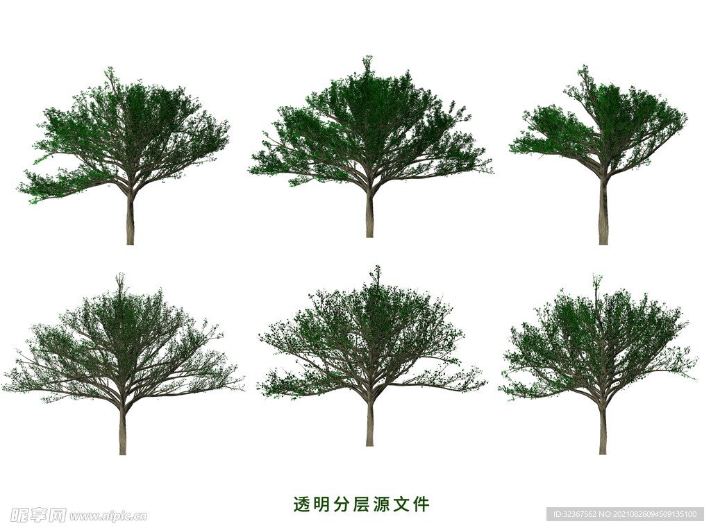 榕树