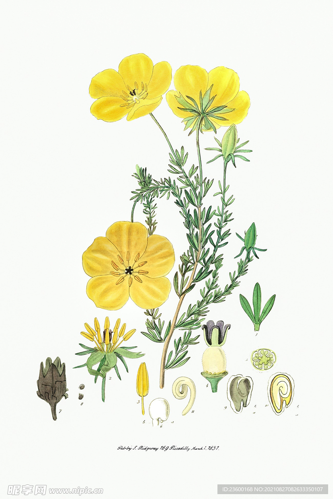 花卉