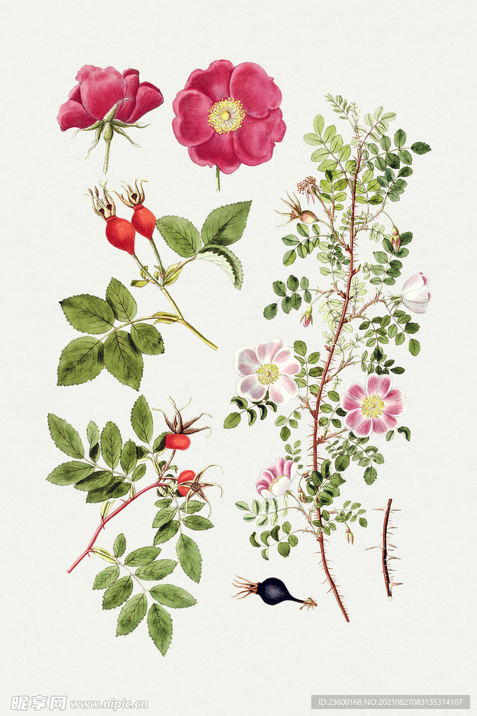 花卉