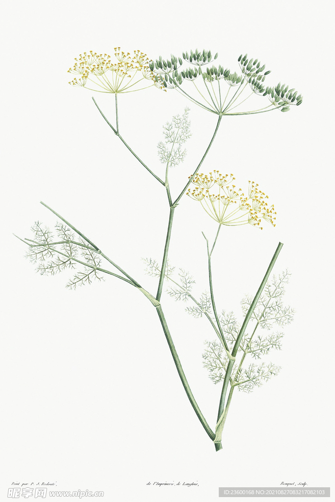 花卉