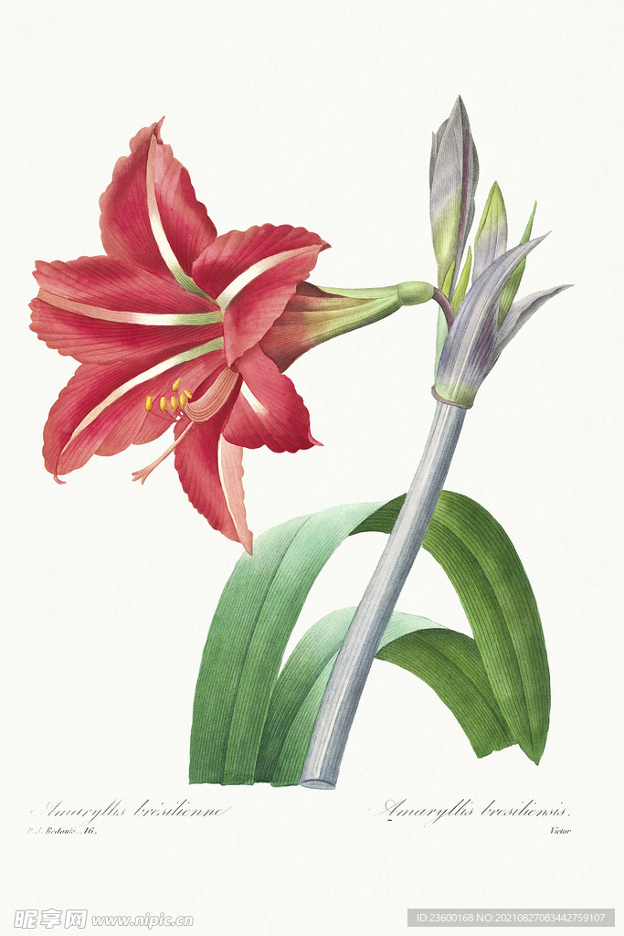 花卉