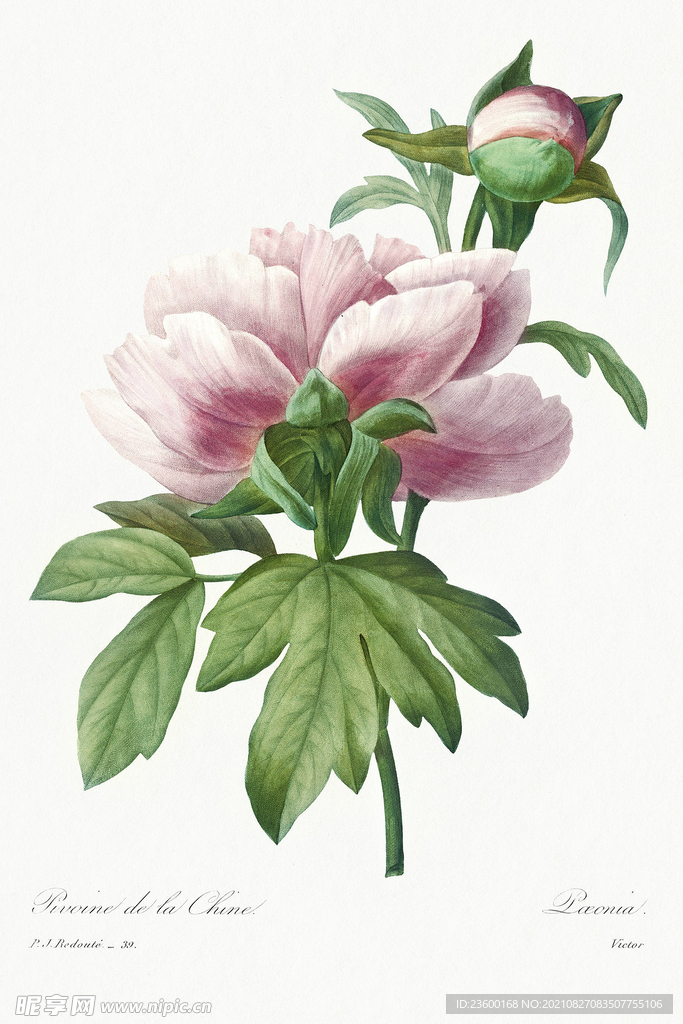 花卉