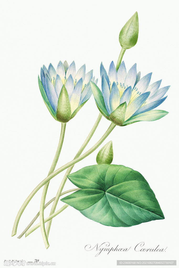 花卉
