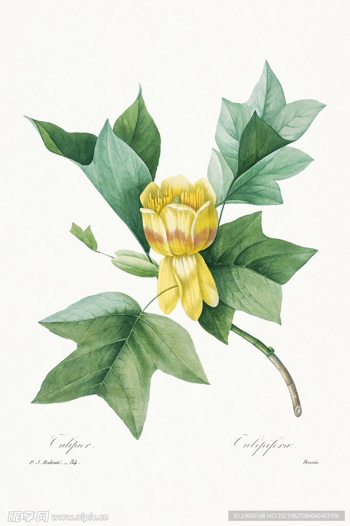 花卉