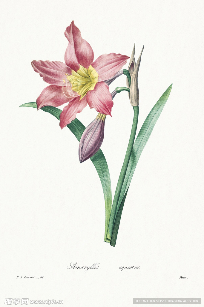 花卉