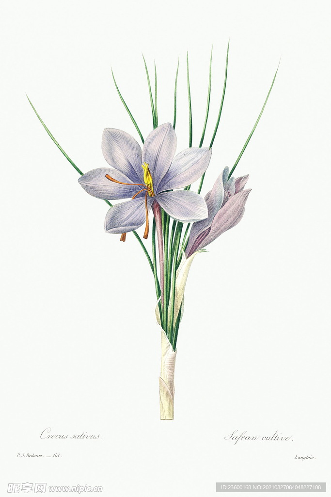 花卉