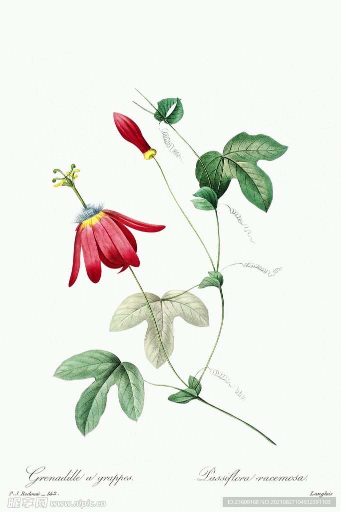 花卉