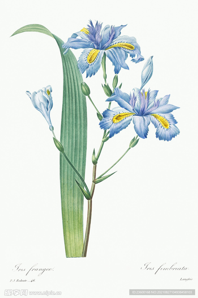 花卉