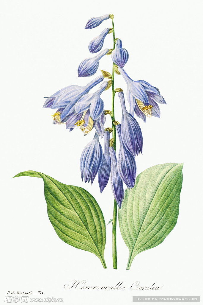 花卉