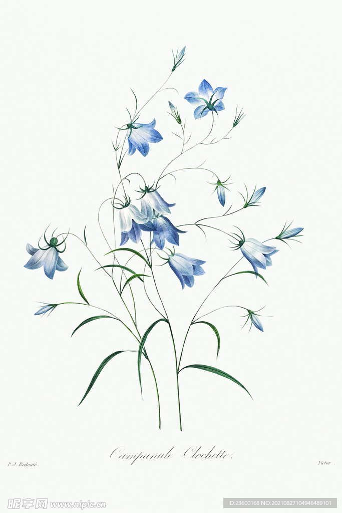 花卉