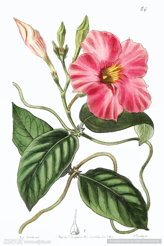 花卉