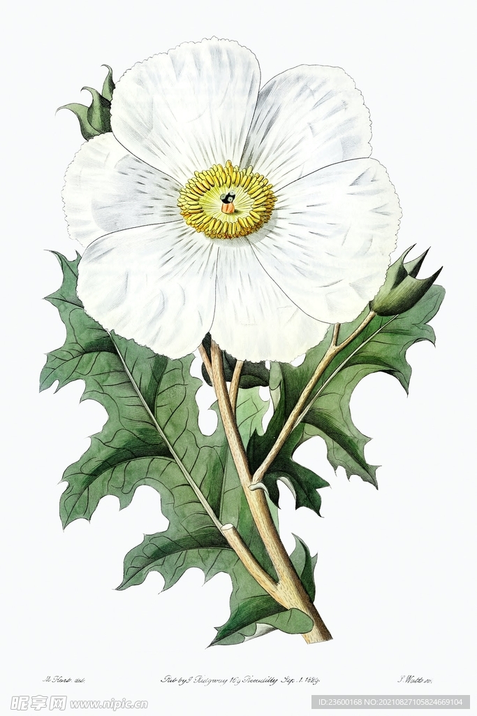 花卉
