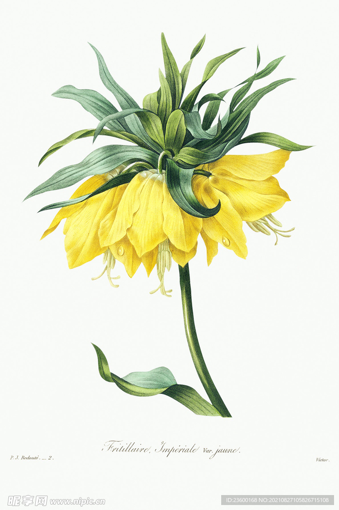 花卉