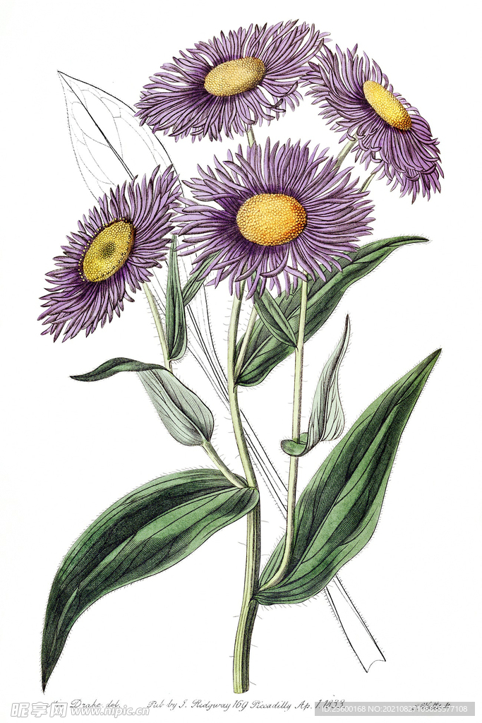 花卉