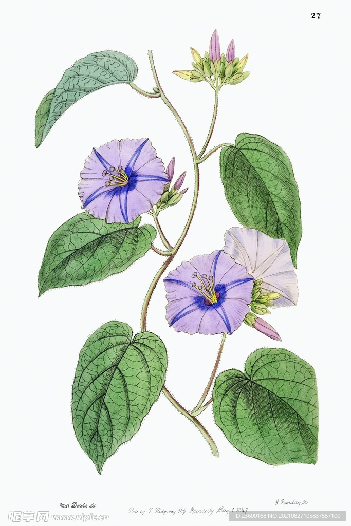 花卉