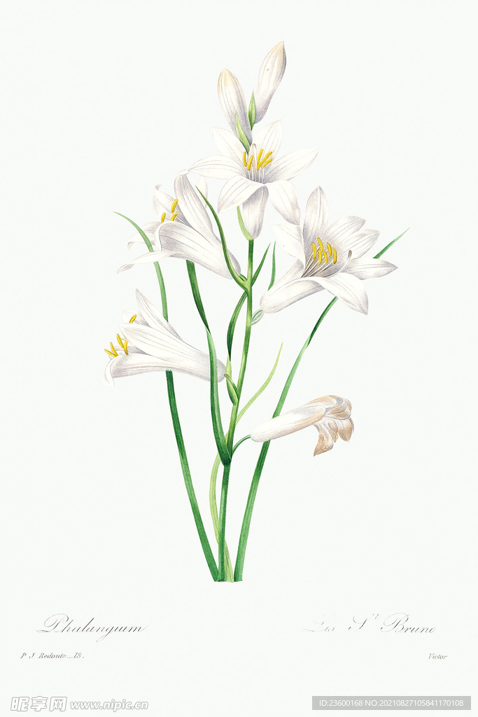 花卉