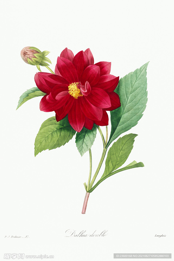 花卉