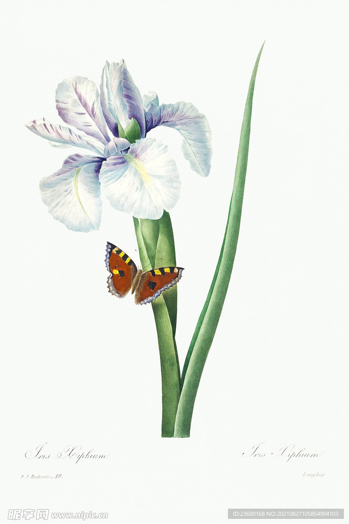花卉