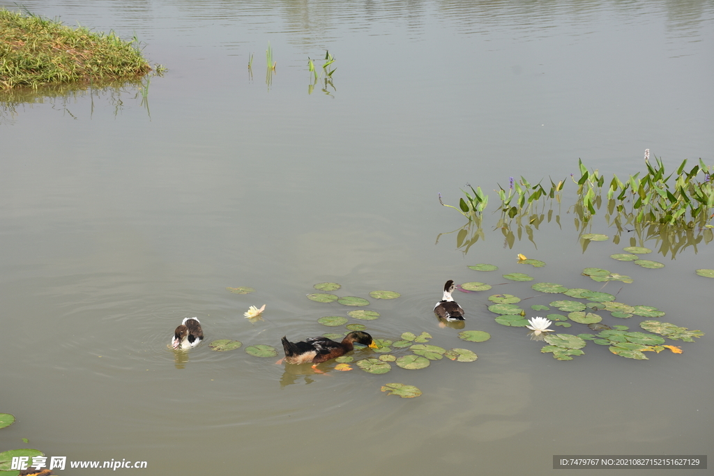 风景