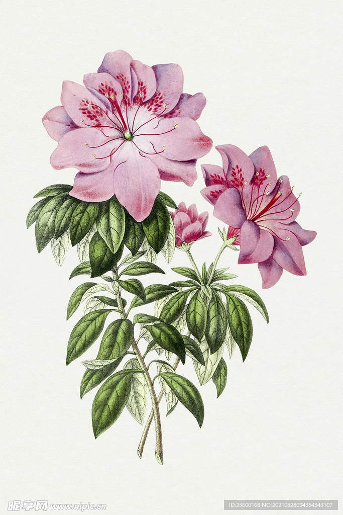 花卉