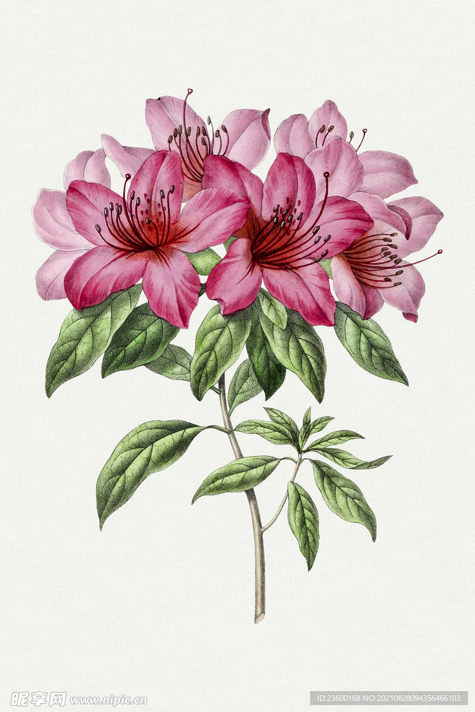 花卉