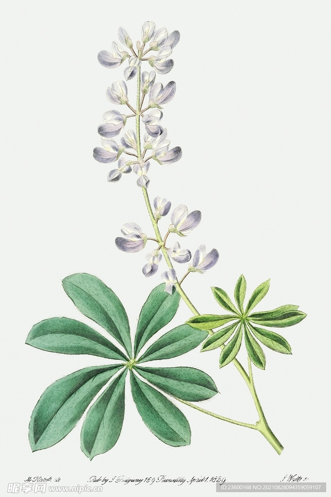 花卉