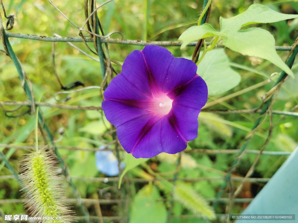 牵牛花