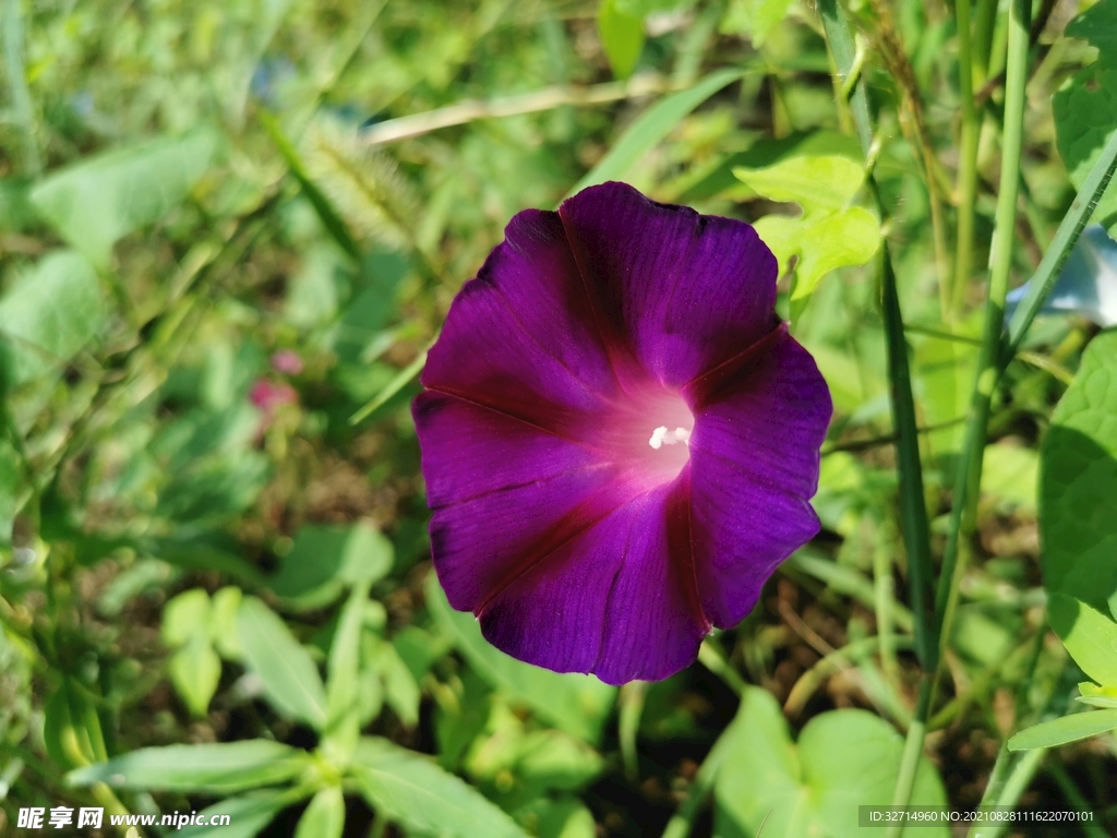 牵牛花