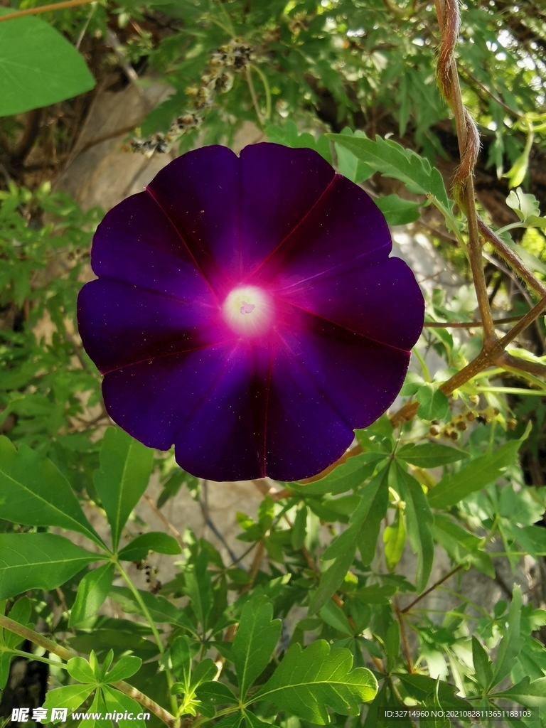 紫色牵牛花