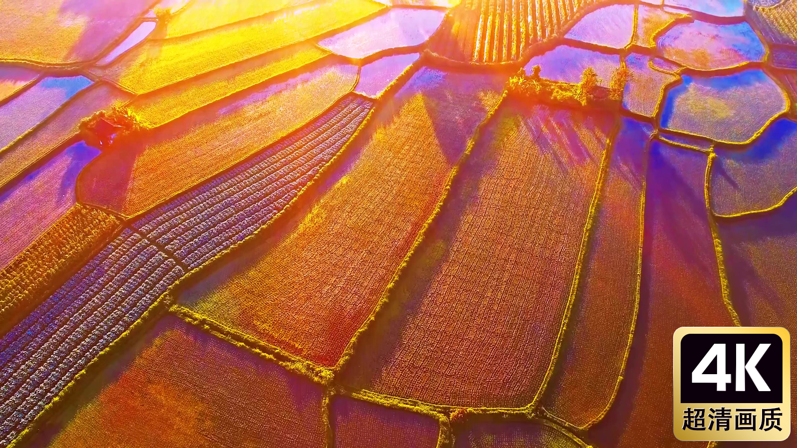 航拍农村稻田景色