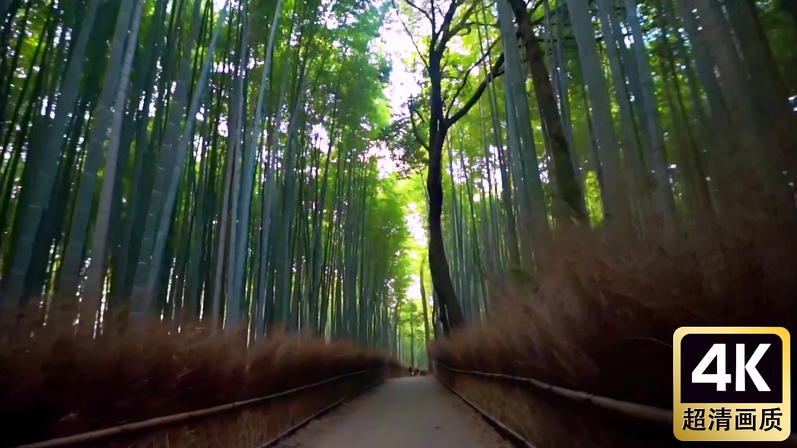 竹林小路美景特写