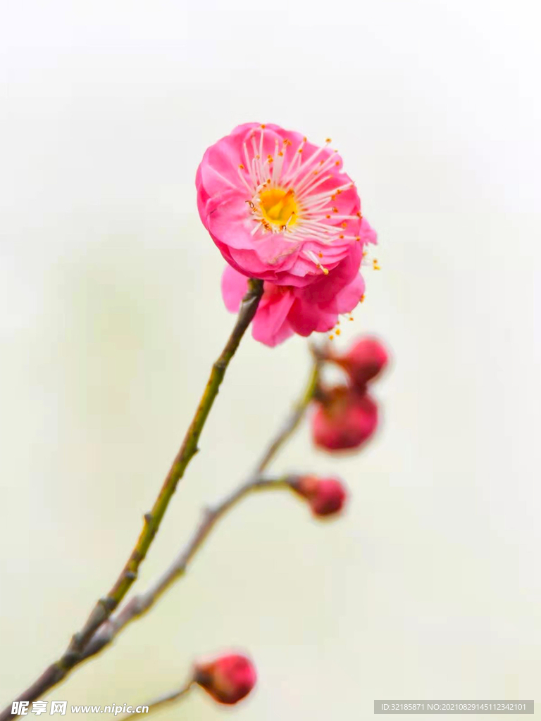 梅花图片  
