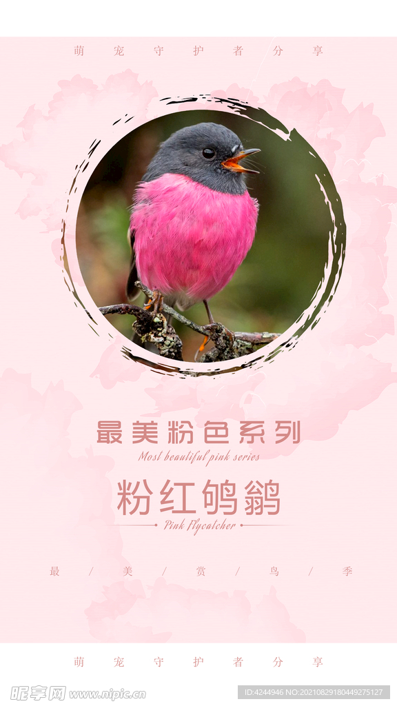 粉色喜鹊