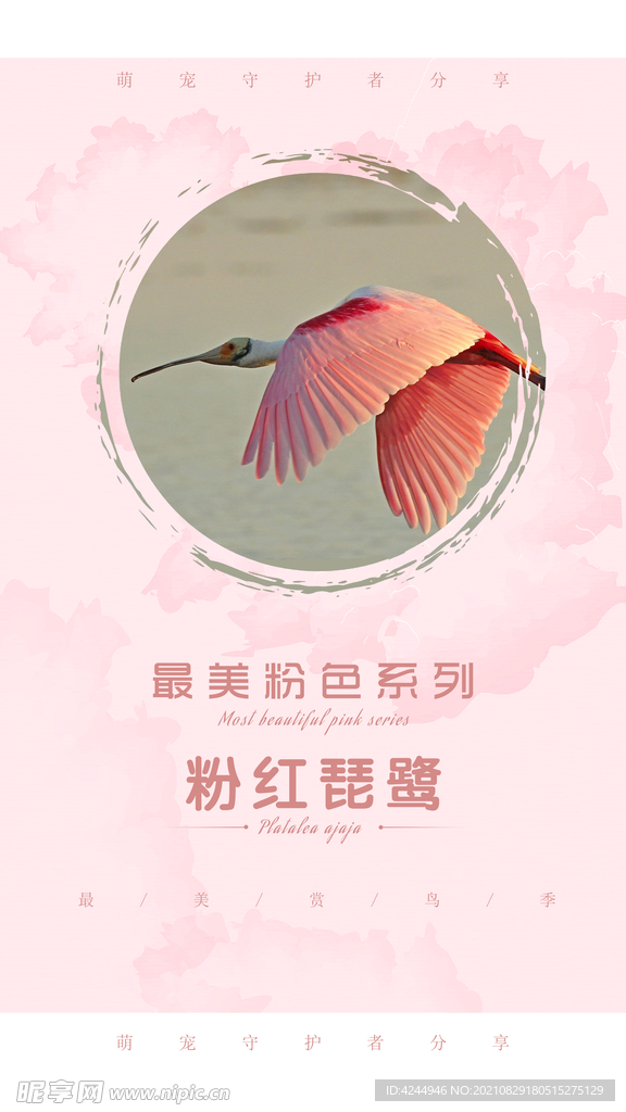 粉色鸟儿
