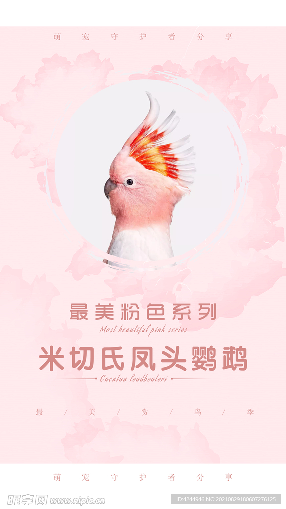凤头鹦鹉